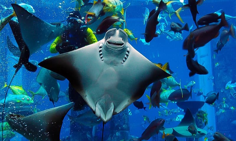 Interactive Encounter