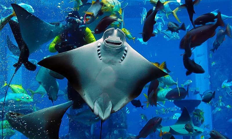 Chariot3-2x2-1-scaled